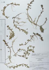 Bacopa monnieri image