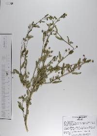 Sida rhombifolia image