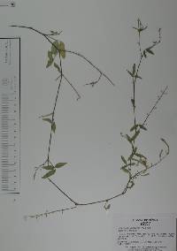 Desmodium scorpiurus image