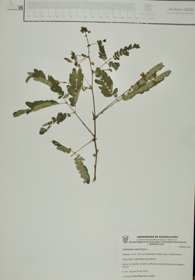 Calliandra rosei image