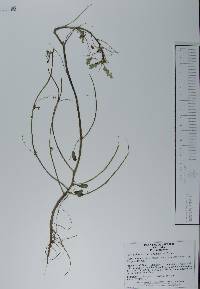 Phyllanthus amarus image