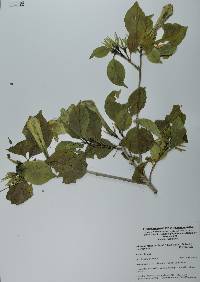 Hintonia latiflora image