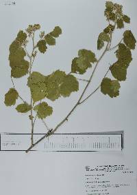 Paullinia tomentosa image