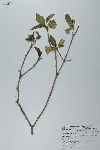 Hintonia latiflora image