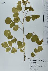 Paullinia tomentosa image