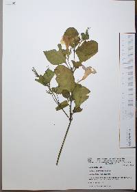 Ruellia spissa image