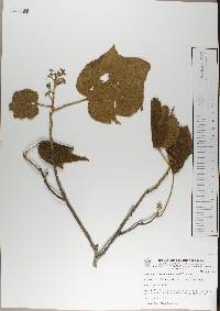 Heliocarpus terebinthinaceus image