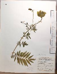 Tagetes erecta image