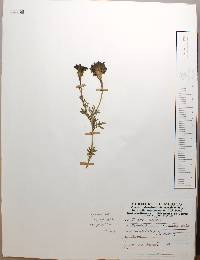 Tagetes erecta image