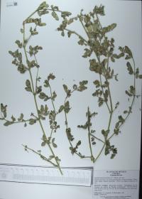 Kallstroemia maxima image
