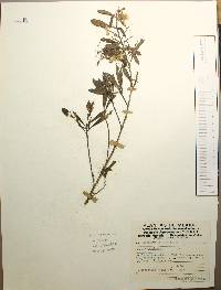 Baccharis heterophylla image