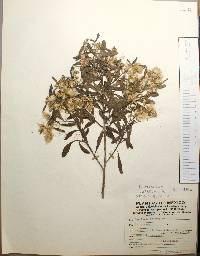 Baccharis heterophylla image