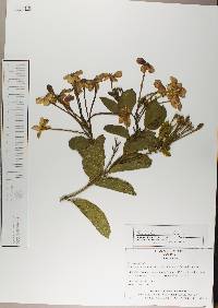 Combretum indicum image