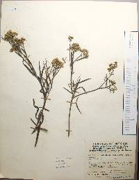 Baccharis salicifolia image