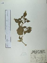 Physalis gracilis image