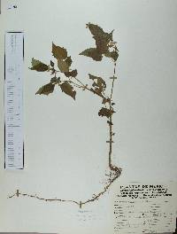 Physalis gracilis image