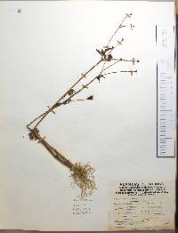 Bidens pilosa image