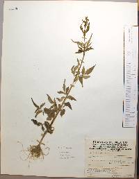 Bidens pilosa image