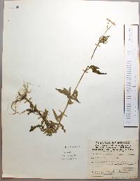 Bidens pilosa image