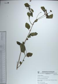 Lantana camara image