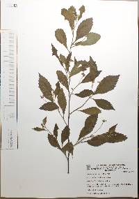 Cordia inermis image