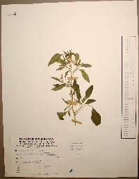 Amaranthus hybridus image