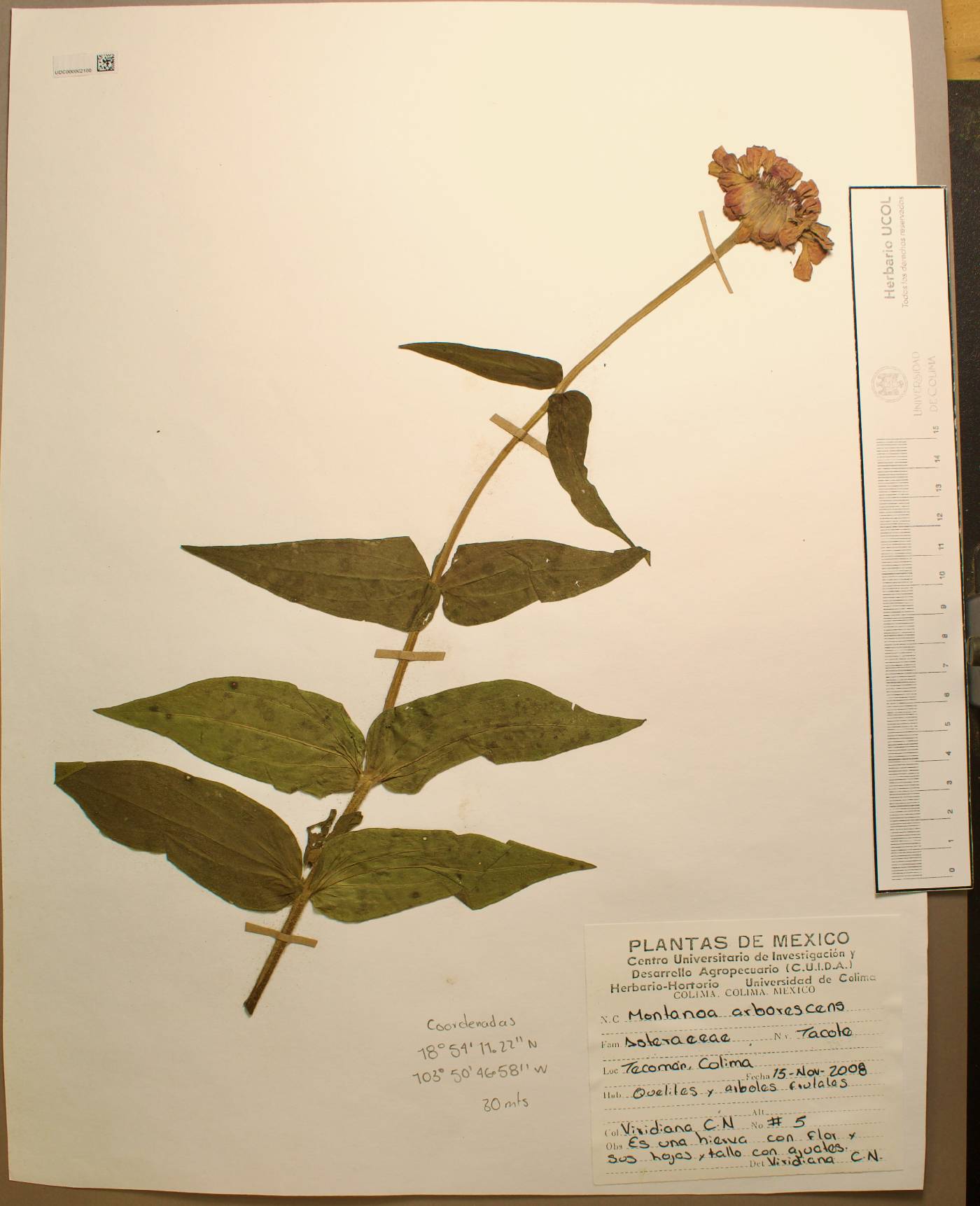 Montanoa arborescens image