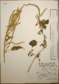 Amaranthus hybridus image