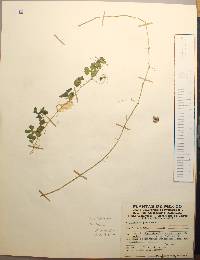 Tridax procumbens image