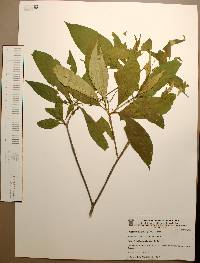 Alstonia longifolia image