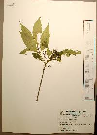 Alstonia longifolia image