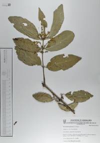 Bunchosia palmeri image