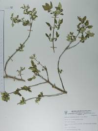 Didymaea alsinoides image