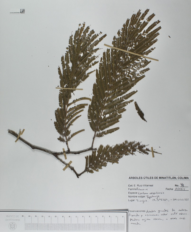 Lysiloma acapulcensis image