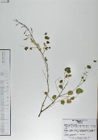 Mimosa rosei image