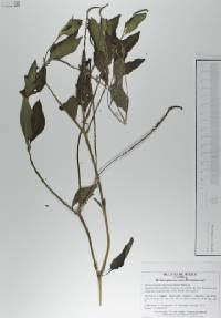 Heliotropium angiospermum image