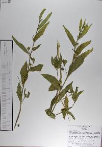 Sida rhombifolia image