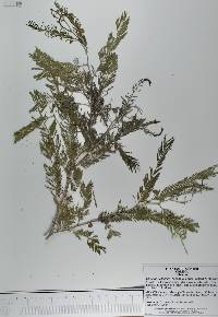 Acacia pennatula image