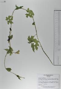 Gronovia scandens image