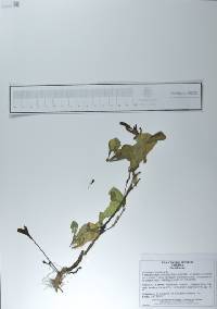 Portulaca oleracea image