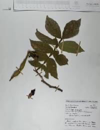 Inga eriocarpa image