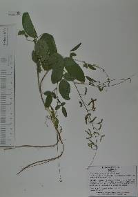 Desmodium procumbens image