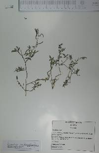 Desmodium scorpiurus image