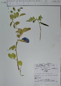 Clitoria ternatea image