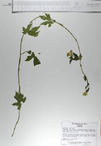 Gronovia scandens image