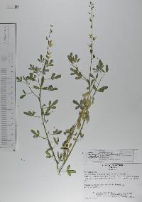 Crotalaria pumila image