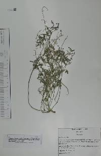 Desmodium scorpiurus image