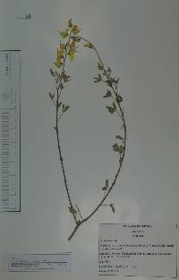 Crotalaria incana image