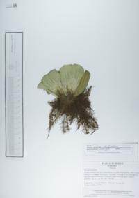 Pistia stratiotes image