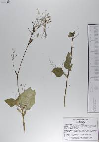 Boerhavia erecta image